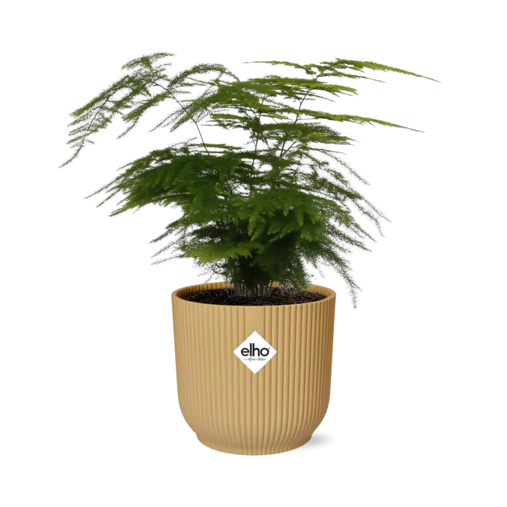Zier-Spargel Asparagus setaceus „Plumosus“ mit Elho Vibes Fold 14 cm Pflanztopf - Pille Gartenwelt