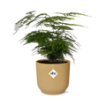 Zier-Spargel Asparagus setaceus „Plumosus“ mit Elho Vibes Fold 14 cm Pflanztopf - Pille Gartenwelt