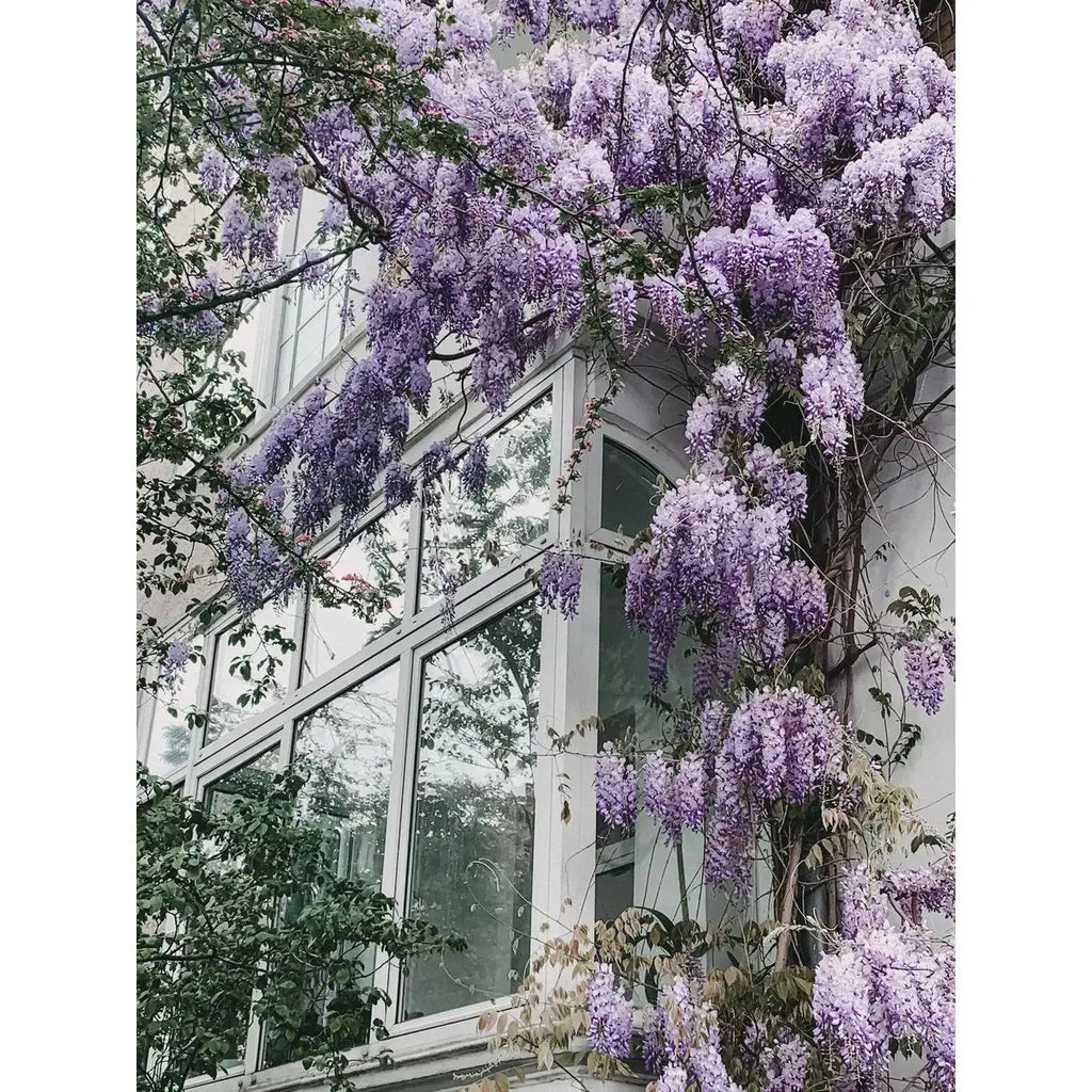 Wisteria Floribunda 'Naga Noda' - lila Regen - Ø15 cm - ↕65 cm MEERgroothandel Planten