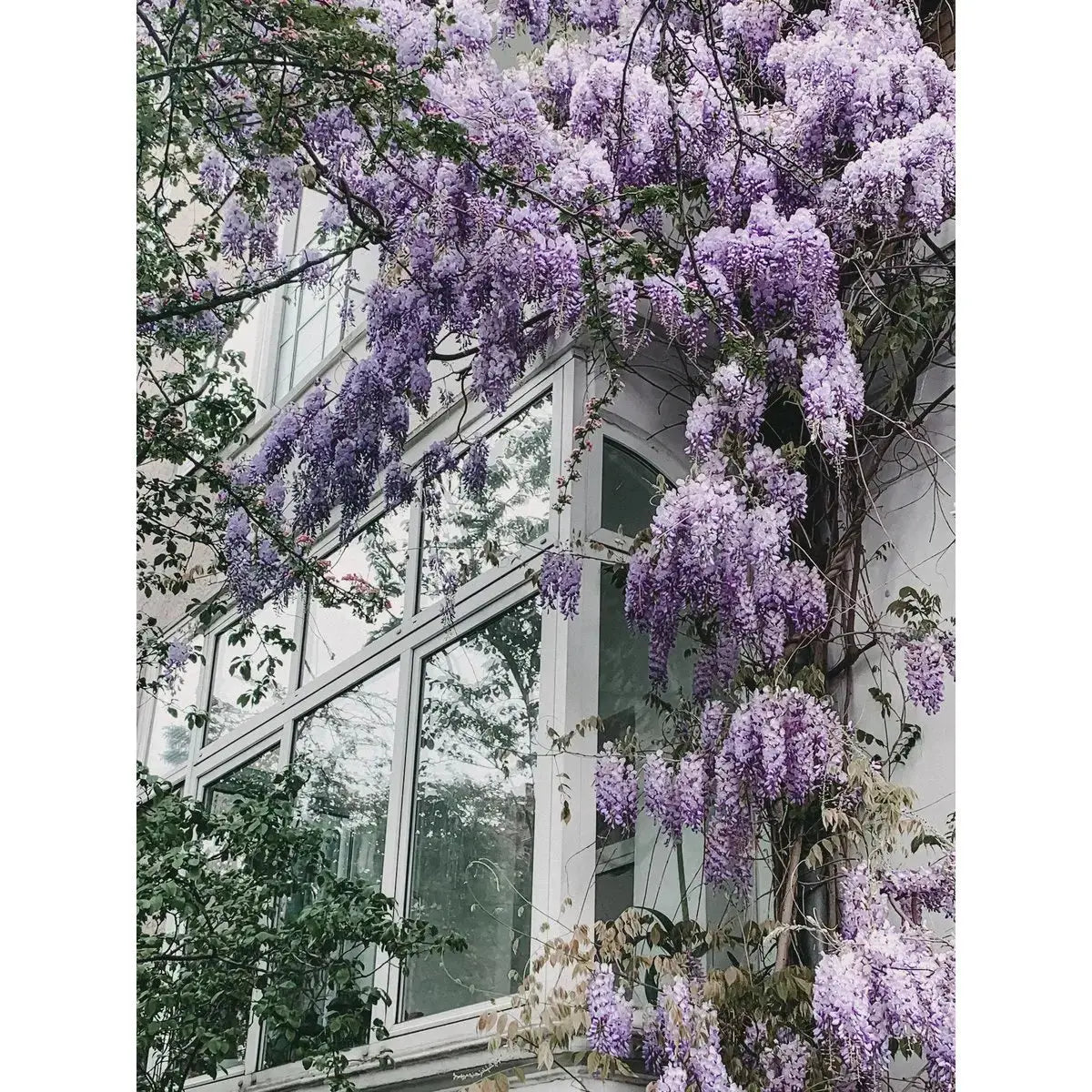 Wisteria Floribunda 'Naga Noda' - lila Regen - Ø15 cm - ↕65 cm MEERgroothandel Planten