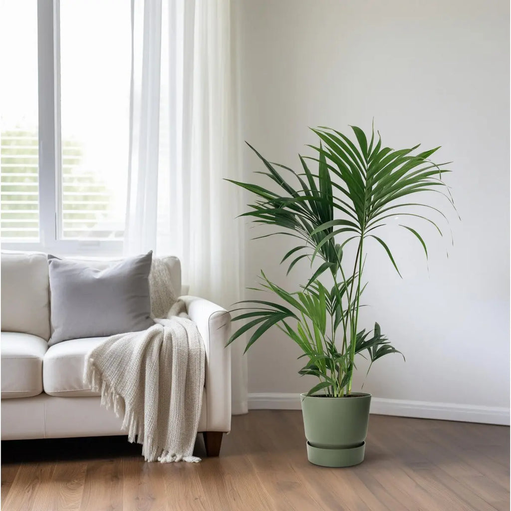 Kentia Palme (Howea) – Ø24 cm, ca. 130 cm, elegante pflegeleichte Zimmerpalme - Pille Gartenwelt