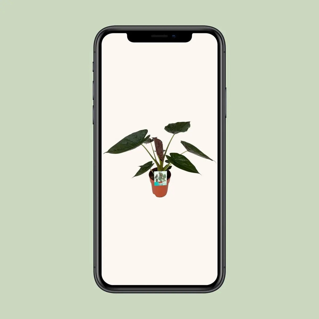 Alocasia wentii Elefantenohr - Ø19CM - ↕85cm | herzförmige Blätter | Exot - Pille Gartenwelt
