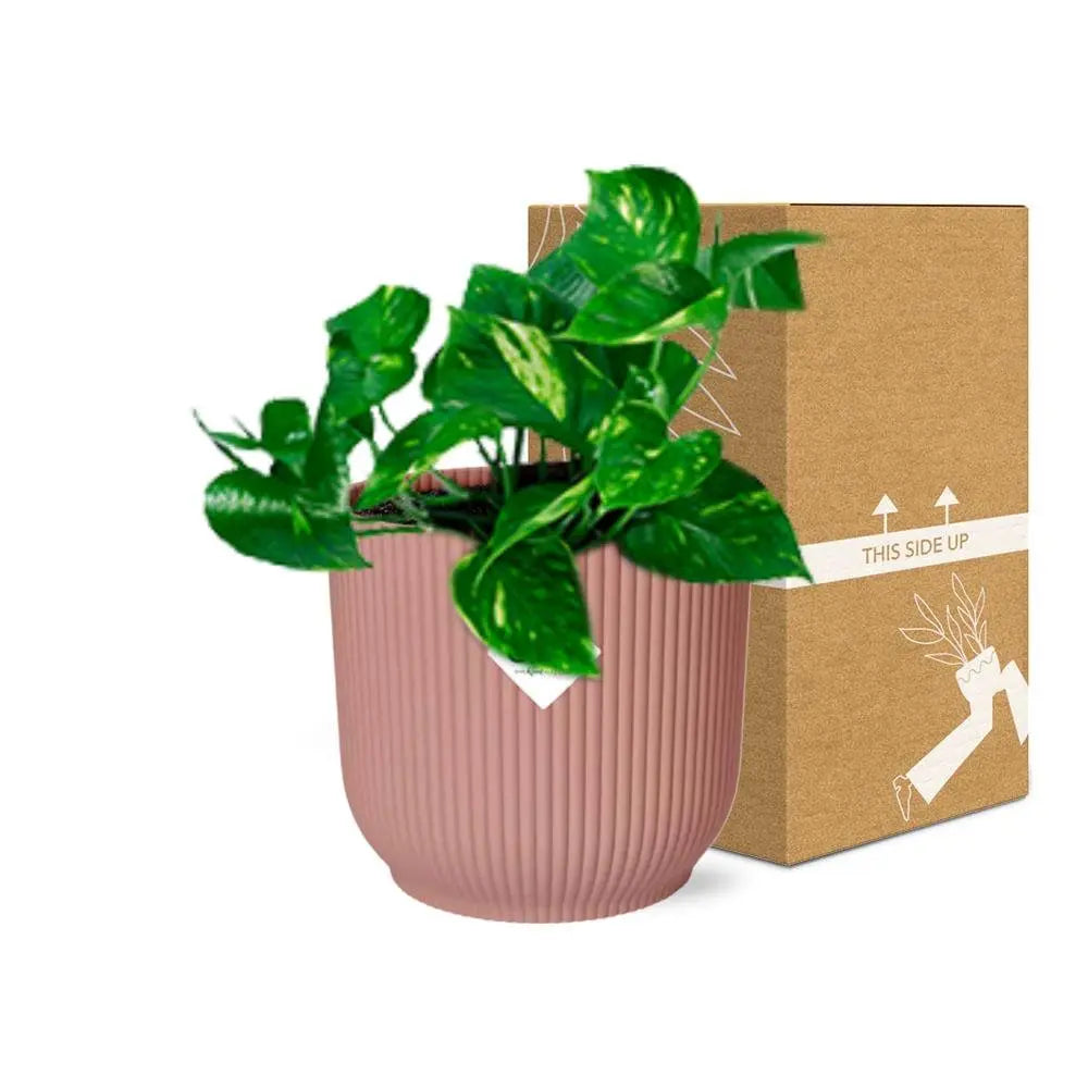 Epipremnum pinnatum 'orange' in Elho -Vibes Fold 14 cm Roze MEERgroothandel Planten