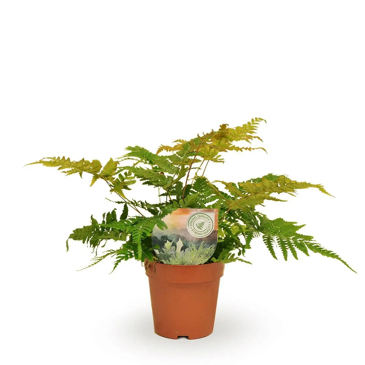 Dryopteris erythrosora | [P12-H35] Herbst-Farn | stilvoller Farn