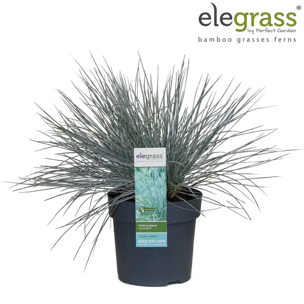 Festuca Glauca Azura Blue - Ø19cm - ↕40cm - Ø14 - ↨30cm |Zier-Gras Blauschwingel - Pille Gartenwelt