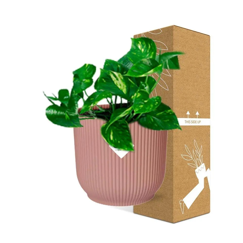 Epipremnum pinnatum 'orange' in Elho -Vibes Fold 14 cm Roze MEERgroothandel Planten