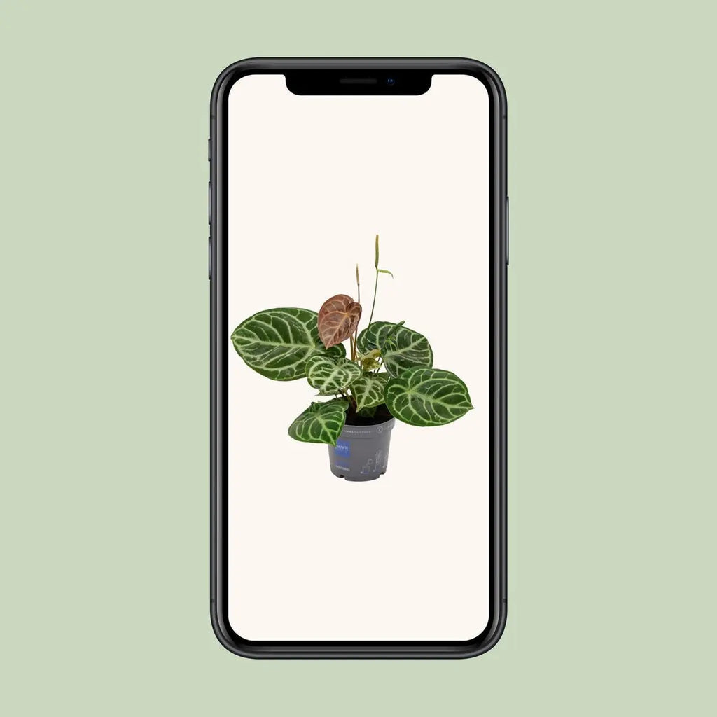 Anthuriumkristallhybrid -Kompakt - Ø17cm - ↕40 cm MEERgroothandel Planten