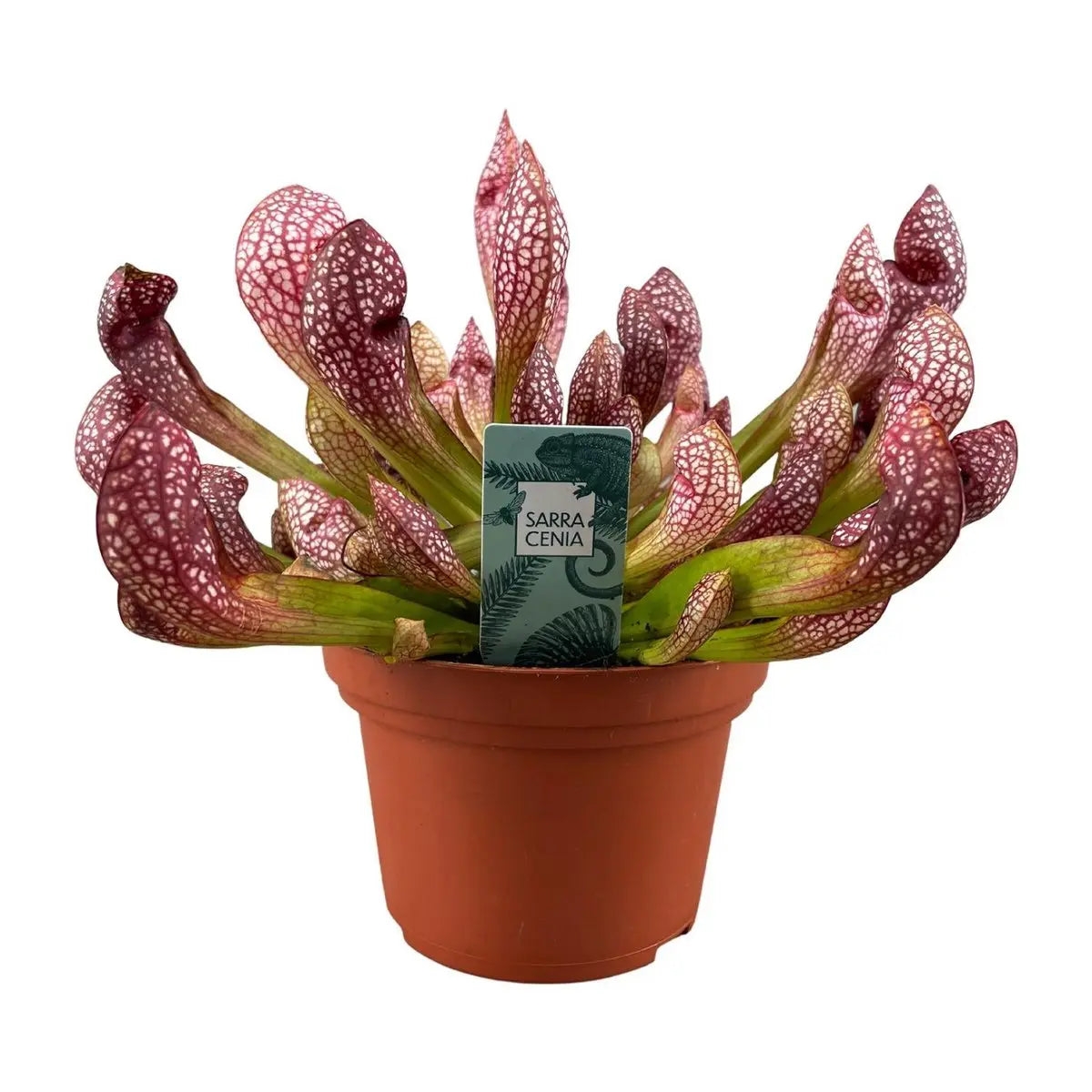 Sarracen Scarlet Belle - Ø12cm - ↕40 cm