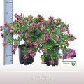 Polygala struik - Ø19cm - ↕45cm MEERgroothandel Planten