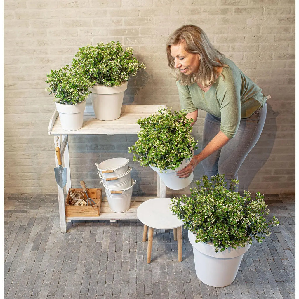 Viburnum 'Fairy Stars'® - ↕20cm - Ø13 cm | Immergrüner Schneeball, kompakt & blühfreudig - Pille Gartenwelt