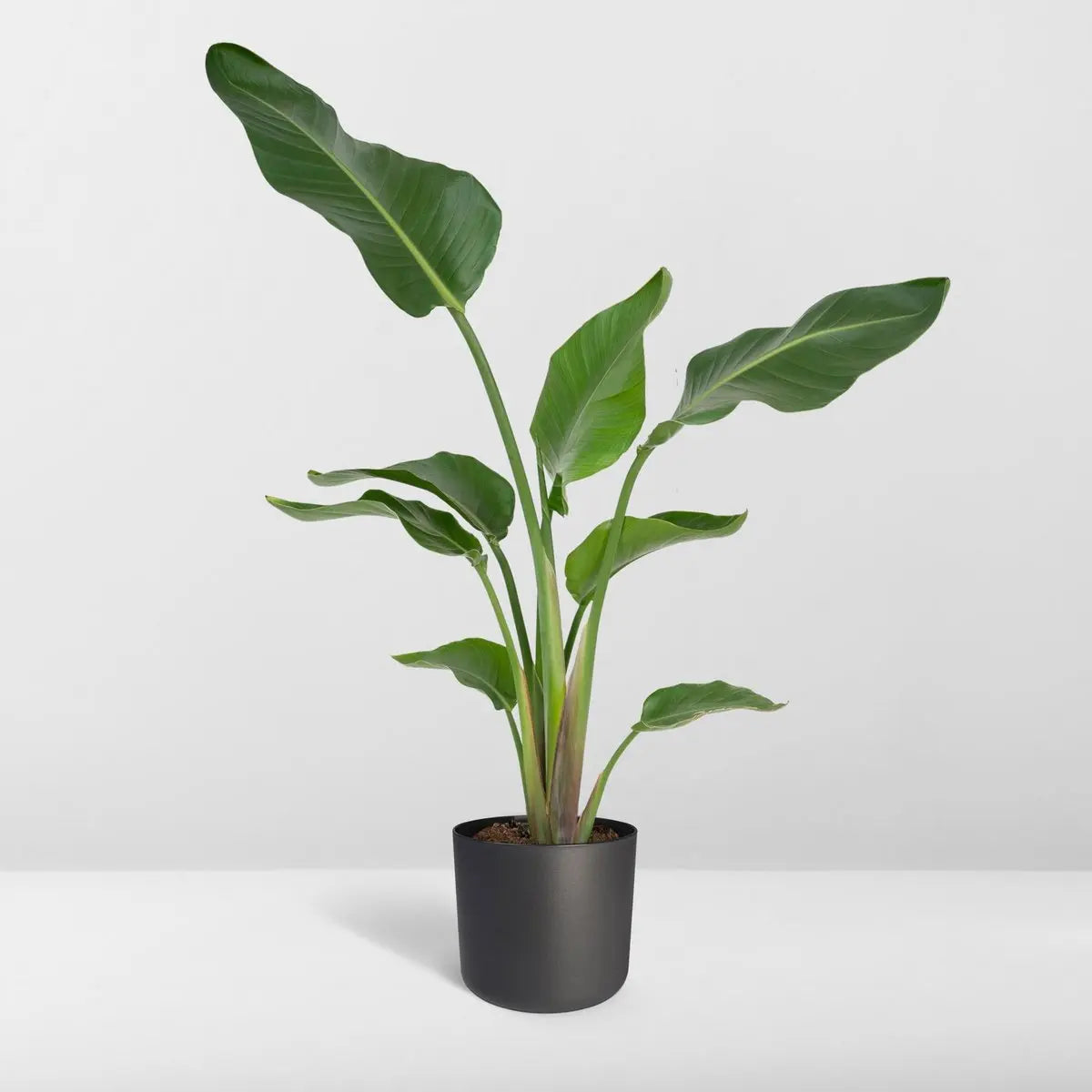 Strelitzia Nicolai - Ø19cm - ↕80cm MEERgroothandel Planten