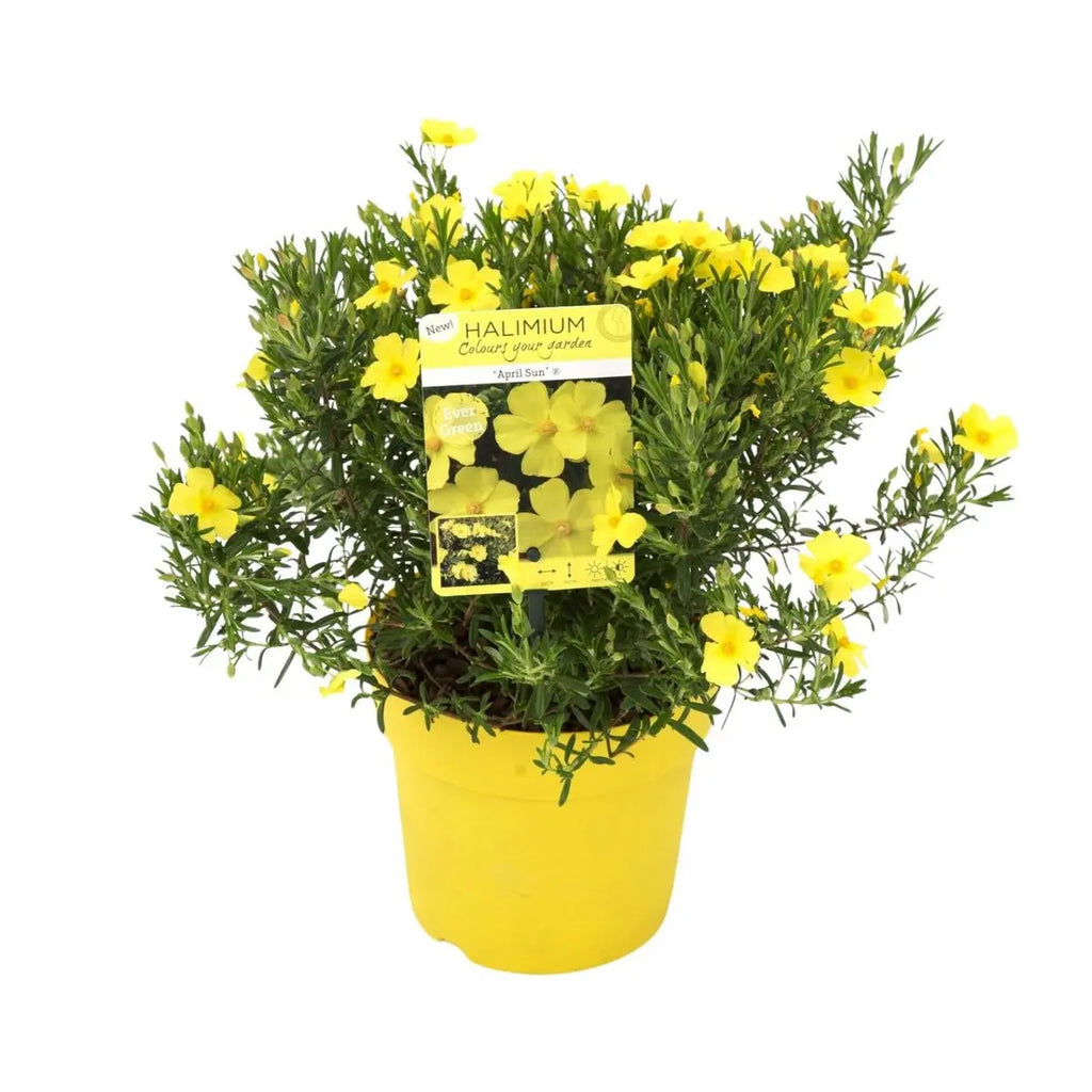 Halimium libanotis ‘April Sun’® 'April Sun'® - ↕20cm - Ø17cm |  Libanesischer Sonnenteppich - Pille Gartenwelt