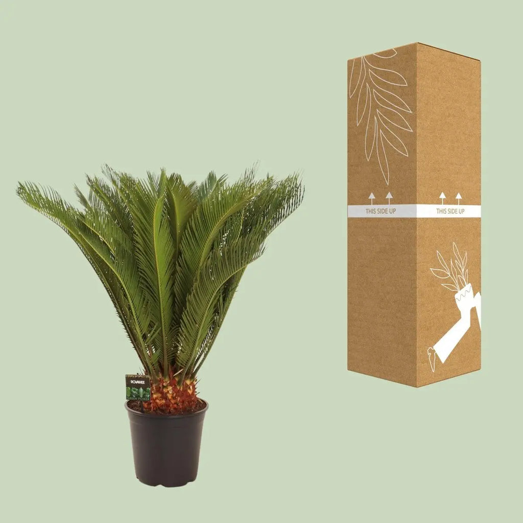 Cycas Revoluta 30 Plus Veren | [P24-H90] MEERgroothandel Planten