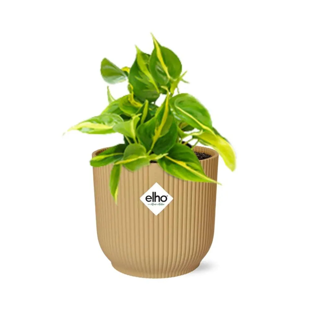 Philodendron klettern 'Brasilien' in Elho Vibes Fold 14 cm Geel MEERgroothandel Planten