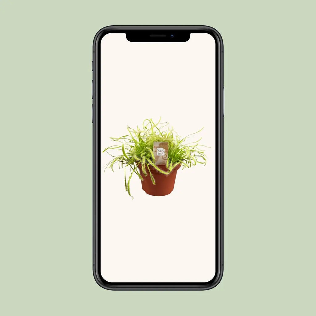 Drosera capensis - Ø12cm - ↕17cm | Kap-Sonnentau