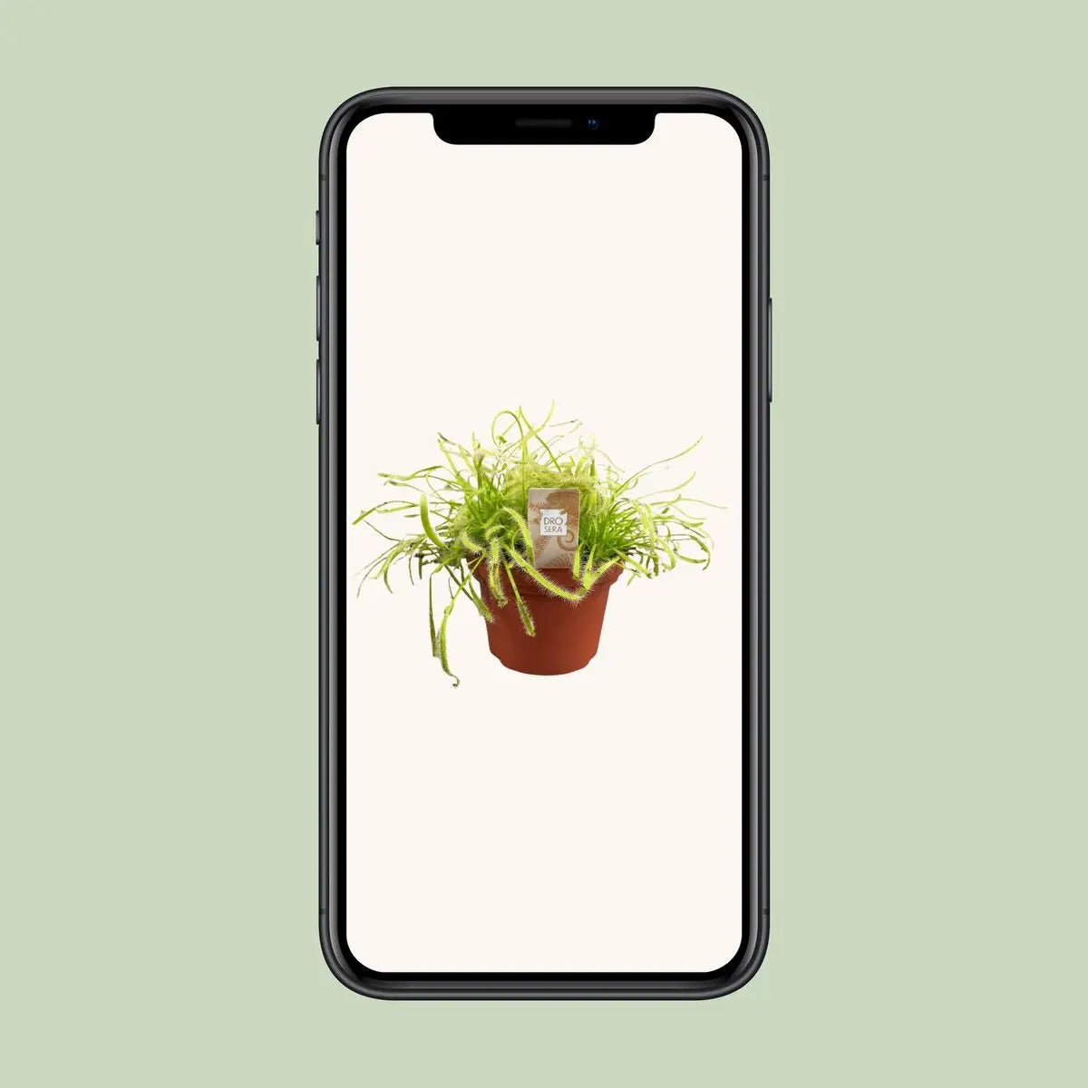 Drosera capensis - Ø12cm - ↕17cm | Kap-Sonnentau