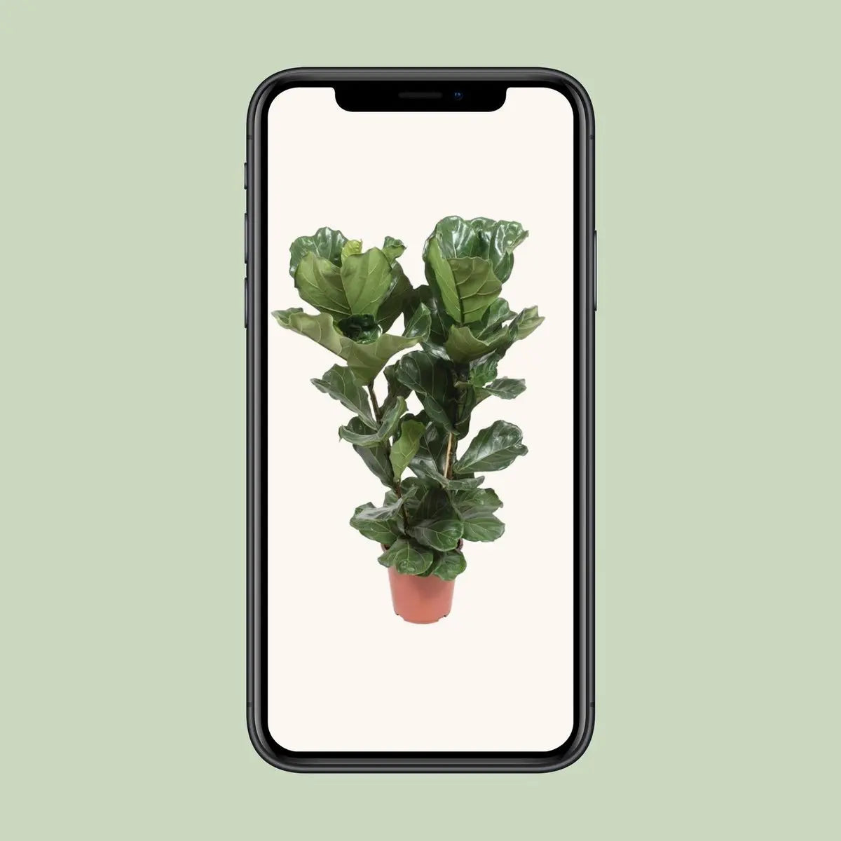 Ficus lyrata - Ø27cm - ↕100cm MEERgroothandel Planten