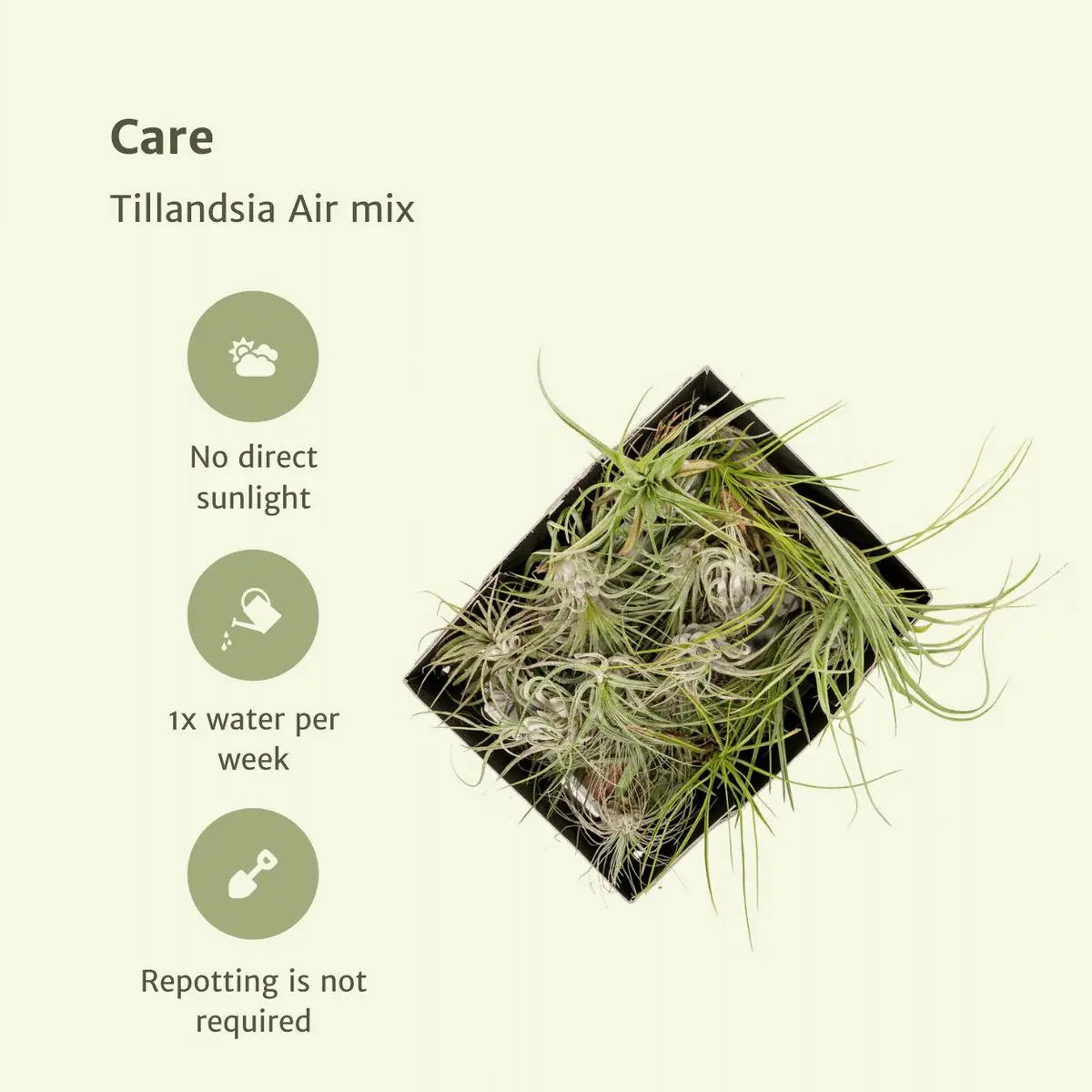 Tillandsia Air Mix – 10 Stück – ø6cm – ↕6cm MEERgroothandel Planten