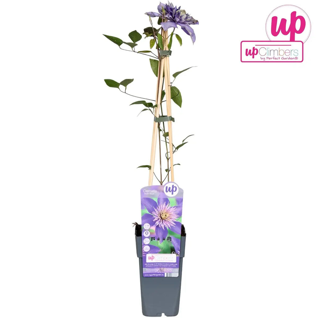 Clematis Multi Blue gefüllte blaue Rankpflanze Ø15 cm ↕65 cm im Topf winterhart