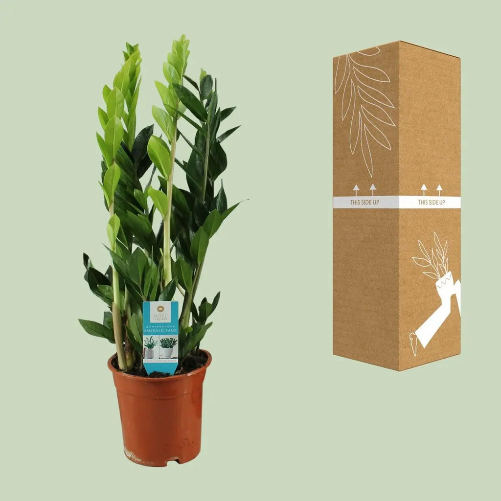 Zamioculcas Zamiifolia - Ø17cm - ↕65cm MEERgroothandel Planten