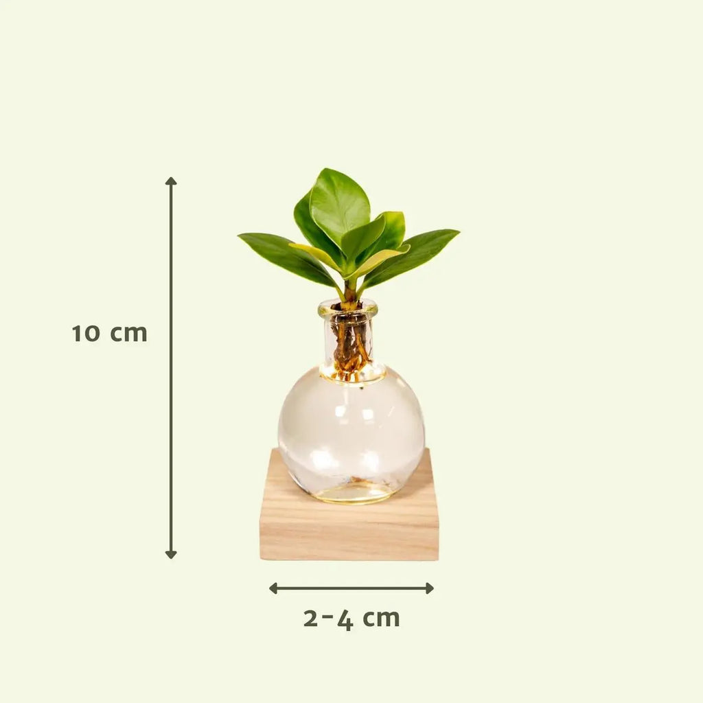 Clusia in Samoa -Glas mit LED -Beleuchtung - Ø4cm - ↕10 cm MEERgroothandel Planten