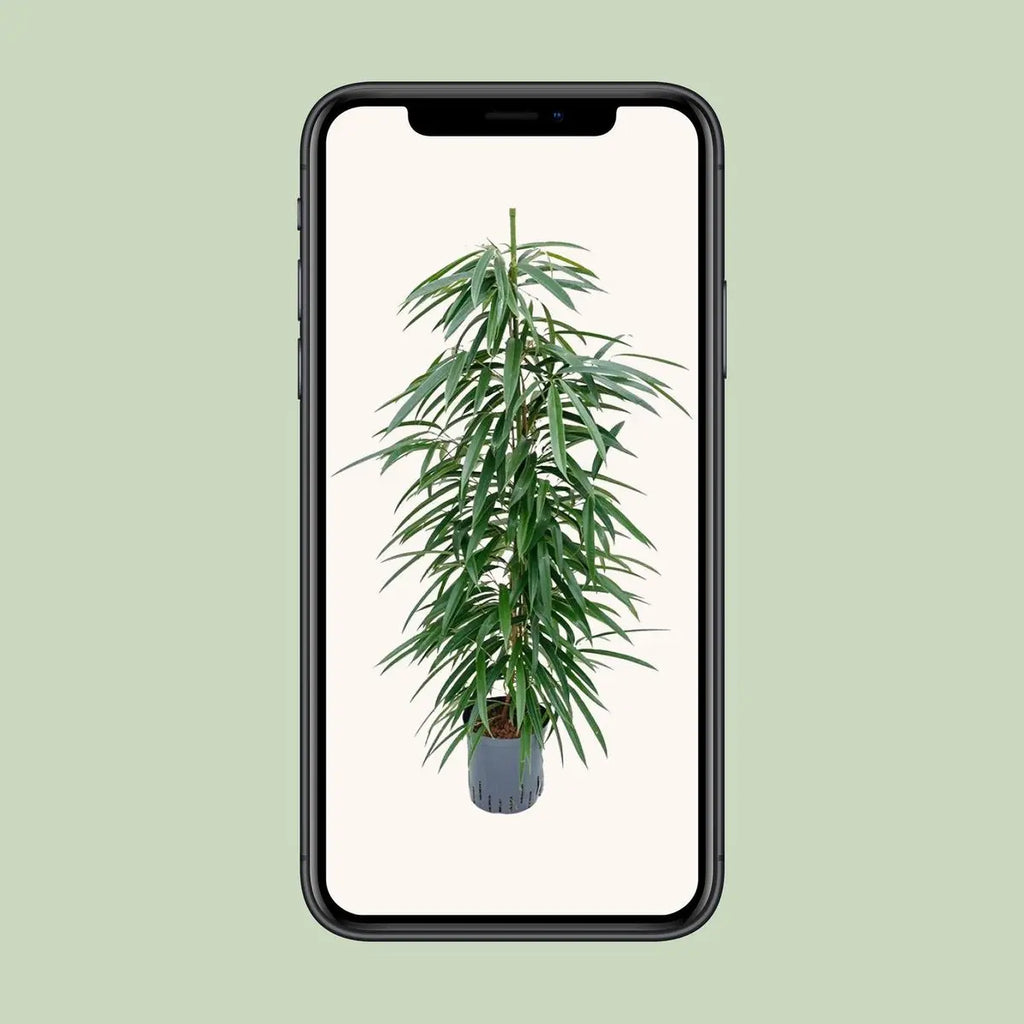 Ficus Binnendijkii 'alii' (Hydro) - Ø18cm - ↕110 cm MEERgroothandel Planten