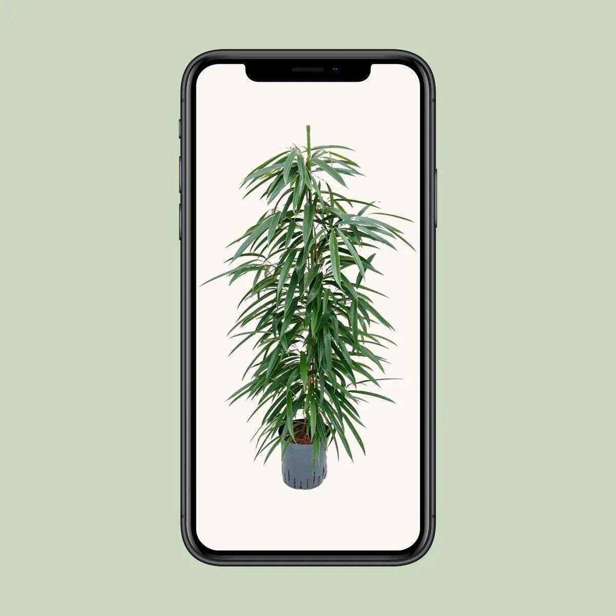 Ficus Binnendijkii 'alii' (Hydro) - Ø18cm - ↕110 cm MEERgroothandel Planten