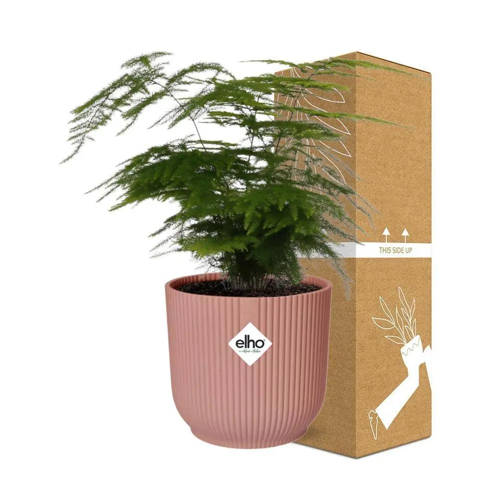 Spargel Setaceus ‘Plumosus’ im Elho Vibes Fold Rosé Ø14 cm – Asparagus - Pille Gartenwelt