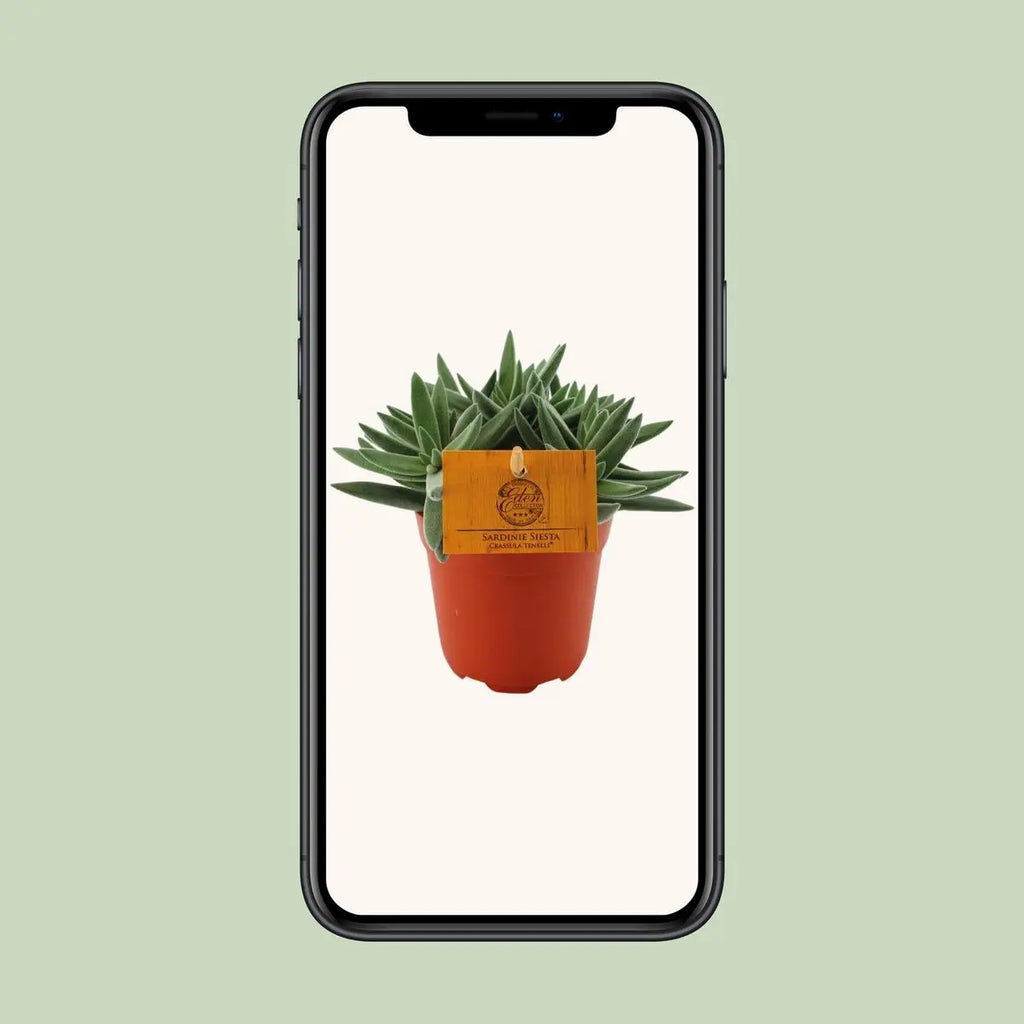 Crassula Tenelli - Ø11cm - ↕15cm | Jadepflanze
