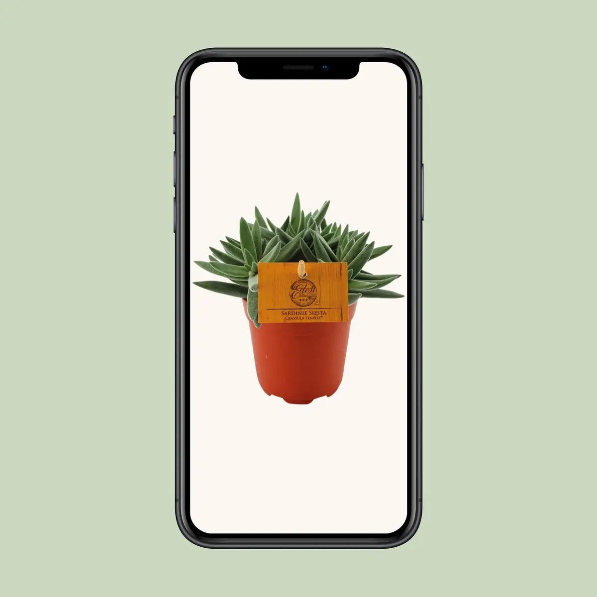 Crassula Tenelli - Ø11cm - ↕15cm | Jadepflanze