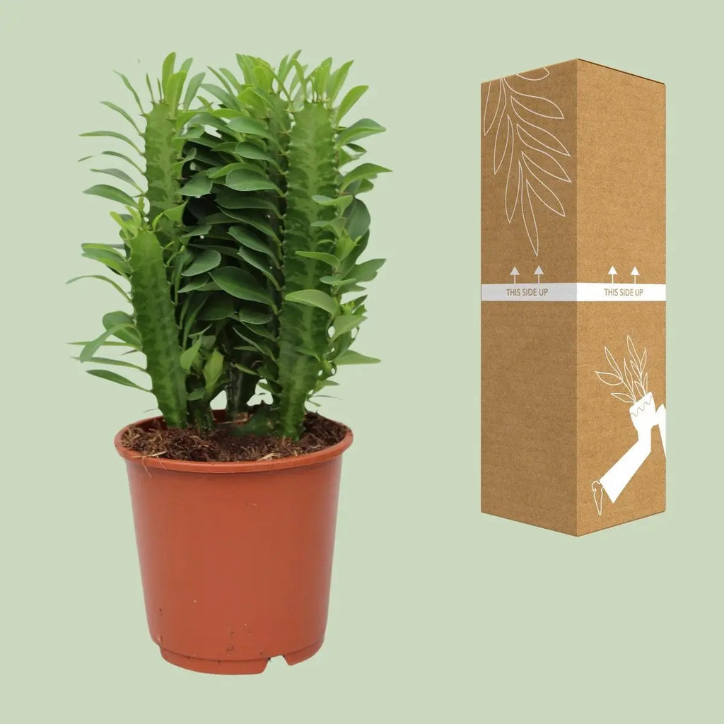 Euphorbia trigona - Ø12c in ↕40 cm MEERgroothandel Planten