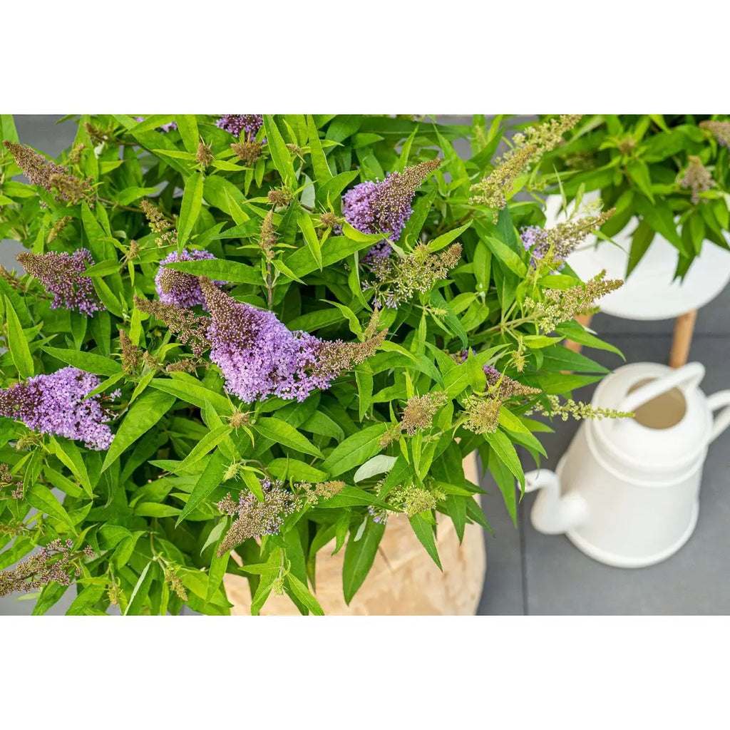 Zwerg-Sommerflieder Buddleja Dav. 'Butterfly Candy Little Lila' - Ø19cm - ↕25 cm - Pille Gartenwelt