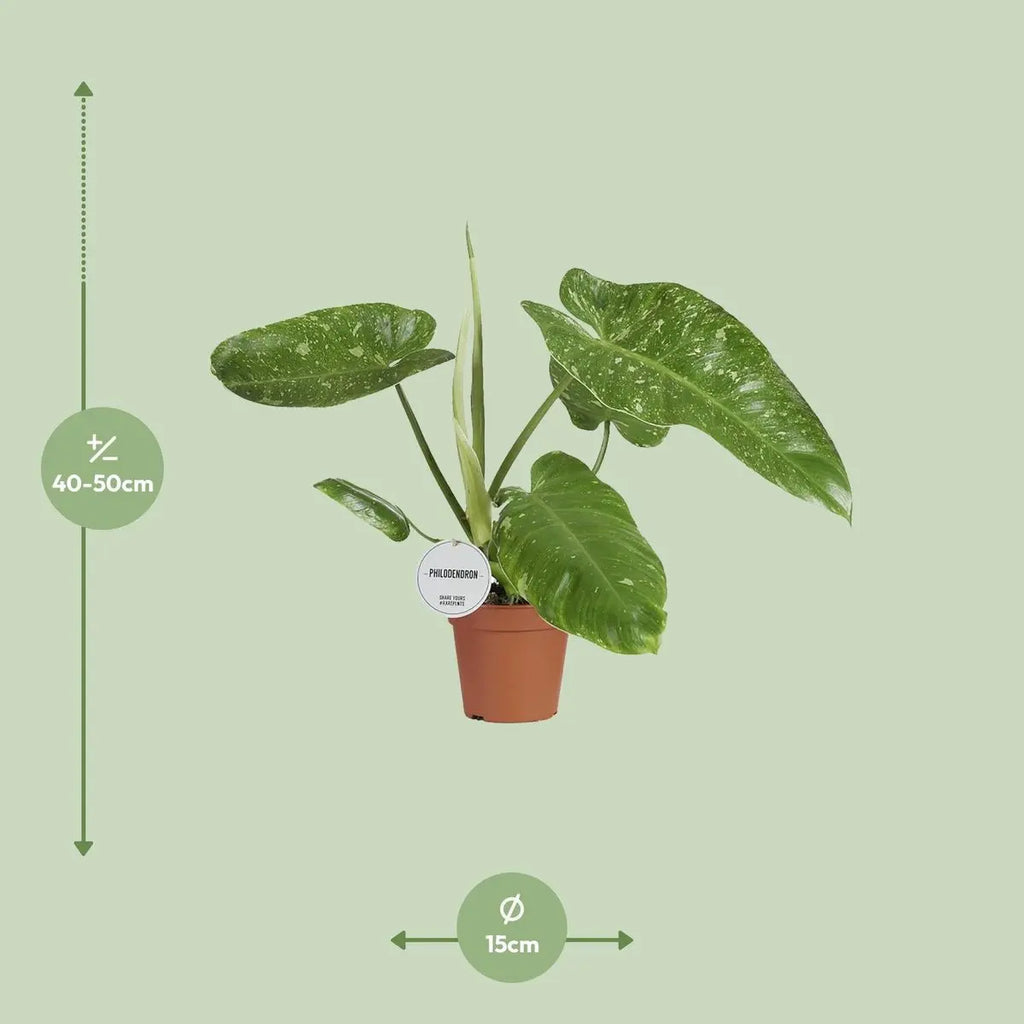 Philodendron Jose Buono - Ø15cm - ↕45cm - Pille Gartenwelt