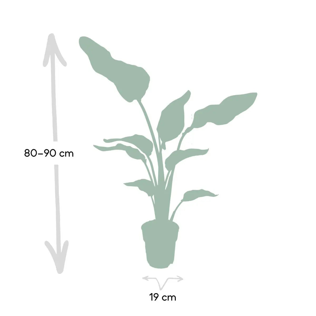 Strelitzia Nicolai - Ø19cm - ↕80cm MEERgroothandel Planten