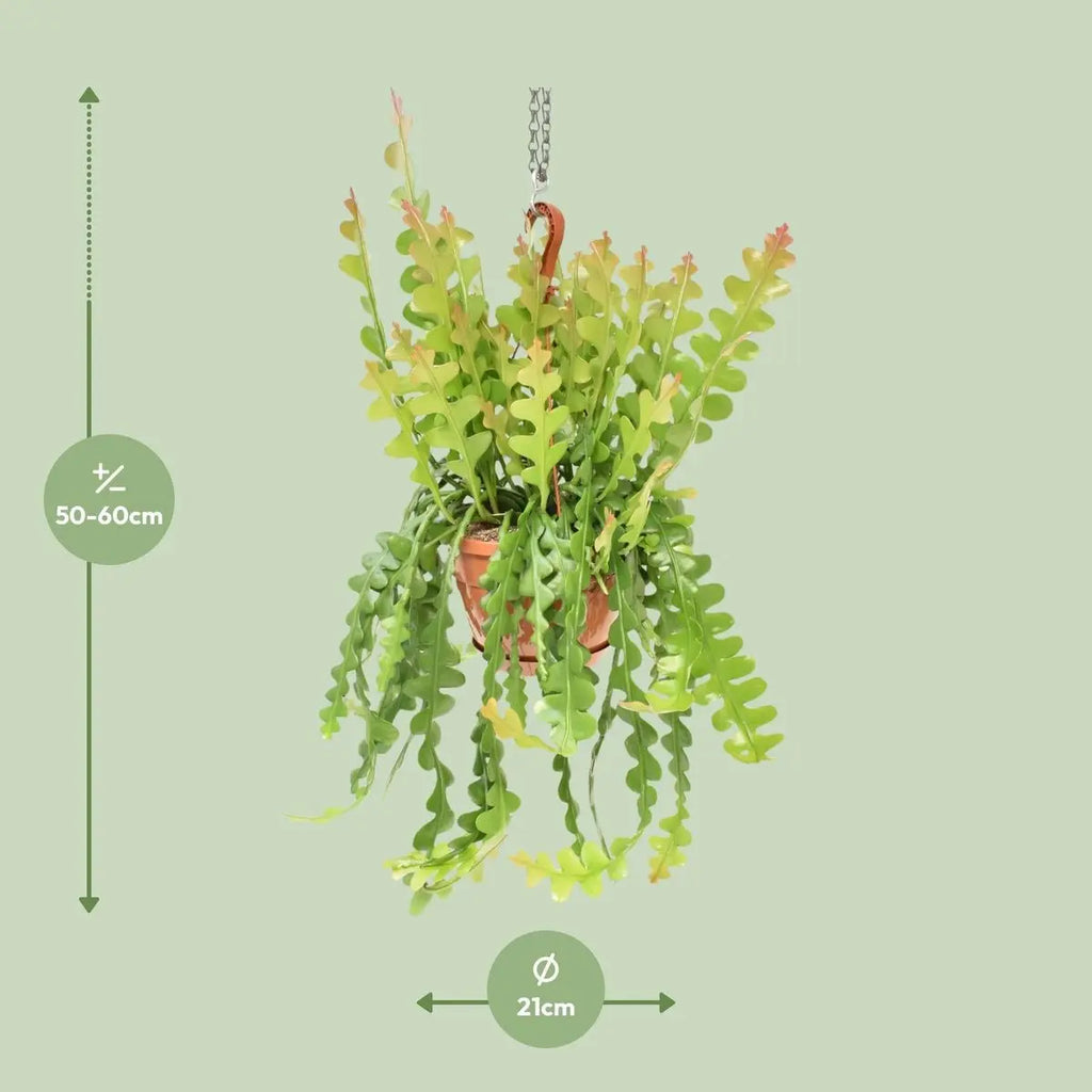 Epiphyllum anguliger Fishbone Cactus – Ø21 cm – ca. 60 cm – Pille Gartenwelt“