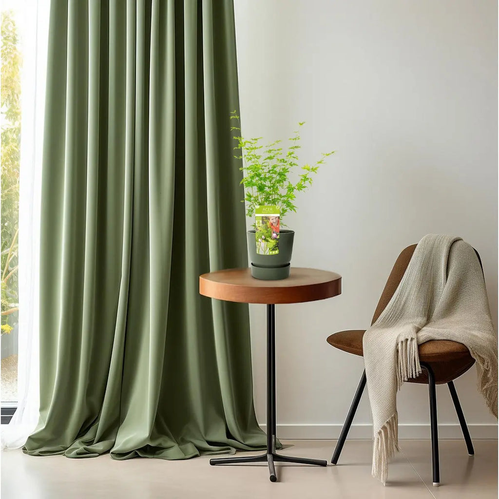 Acer palmatum grün - Ø19cm - ↕50cm MEERgroothandel Planten