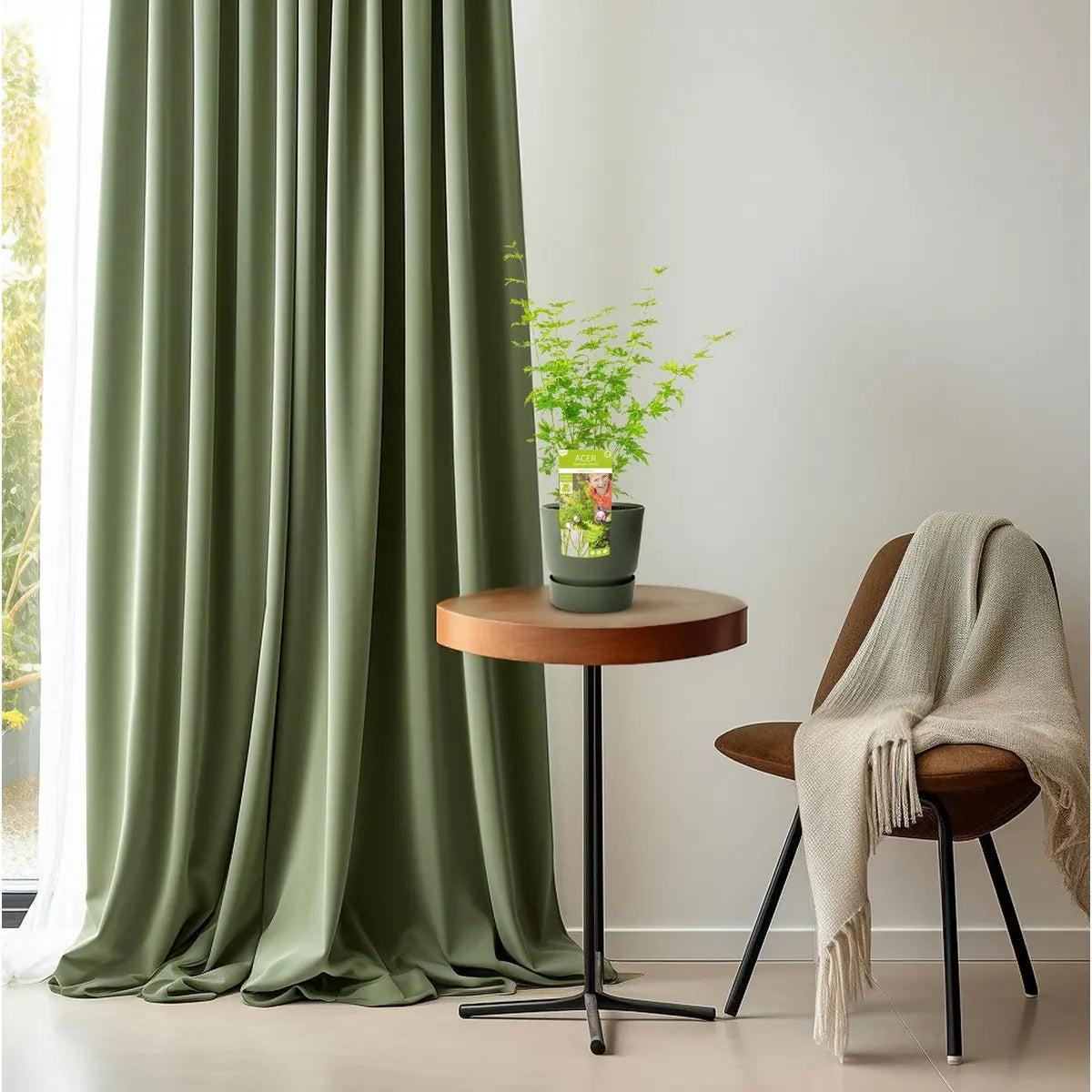 Acer palmatum grün - Ø19cm - ↕50cm MEERgroothandel Planten