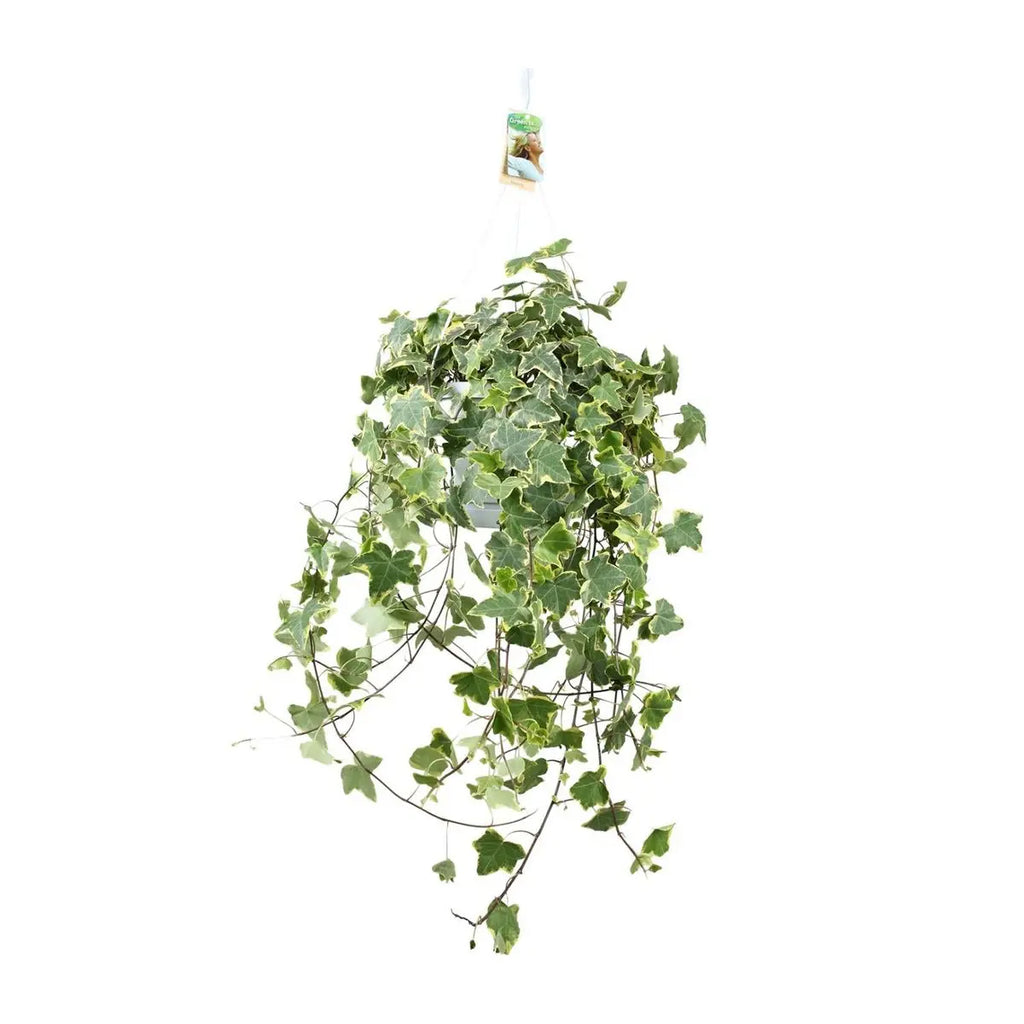 Hedera Helix Gold Child - Hang/xxl - Ø24cm - 50-60↕cm