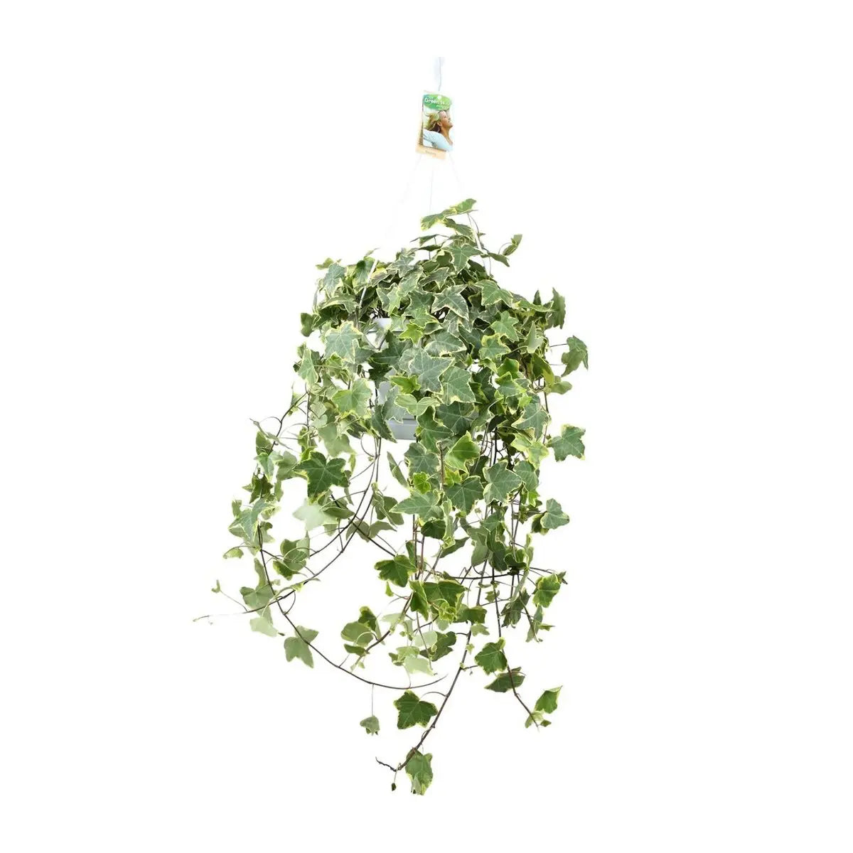 Hedera Helix Gold Child - Hang/xxl - Ø24cm - 50-60↕cm