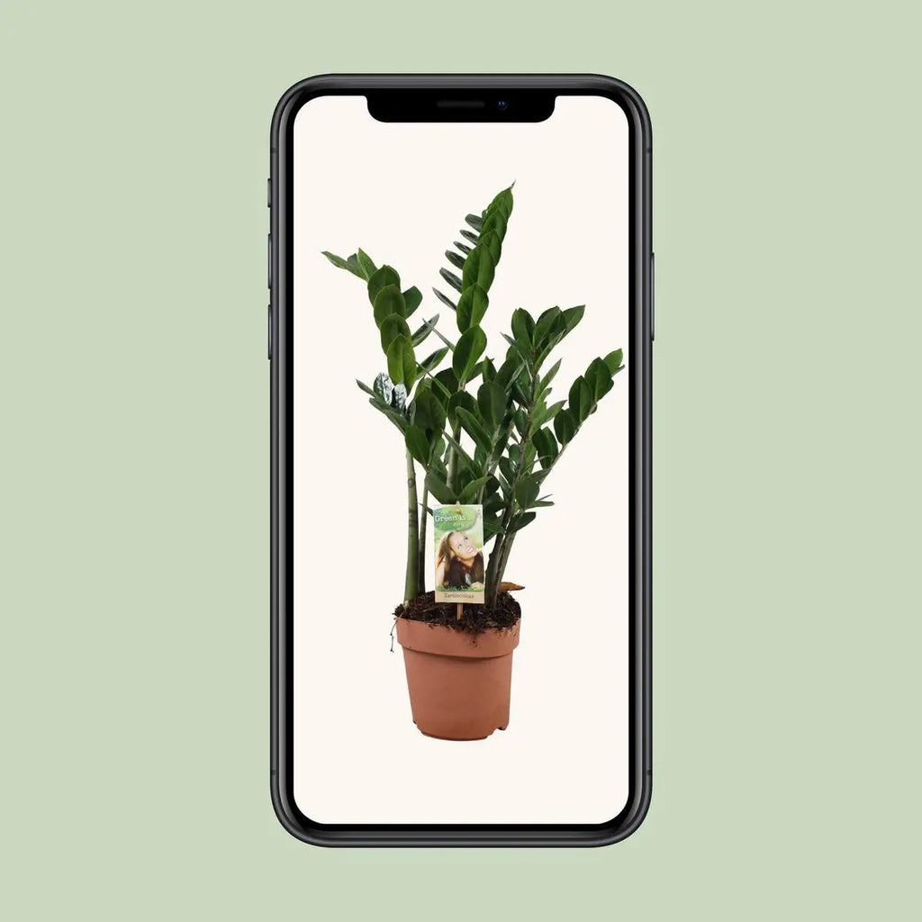 Zamioculcas zamiifolia Ø17 cm – ca. 70 cm Glücksfeder, extrem pflegeleicht - Pille Gartenwelt