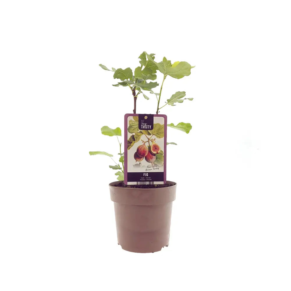 Ficus Brown Turkey- Ø15 cm - ↕40 cm