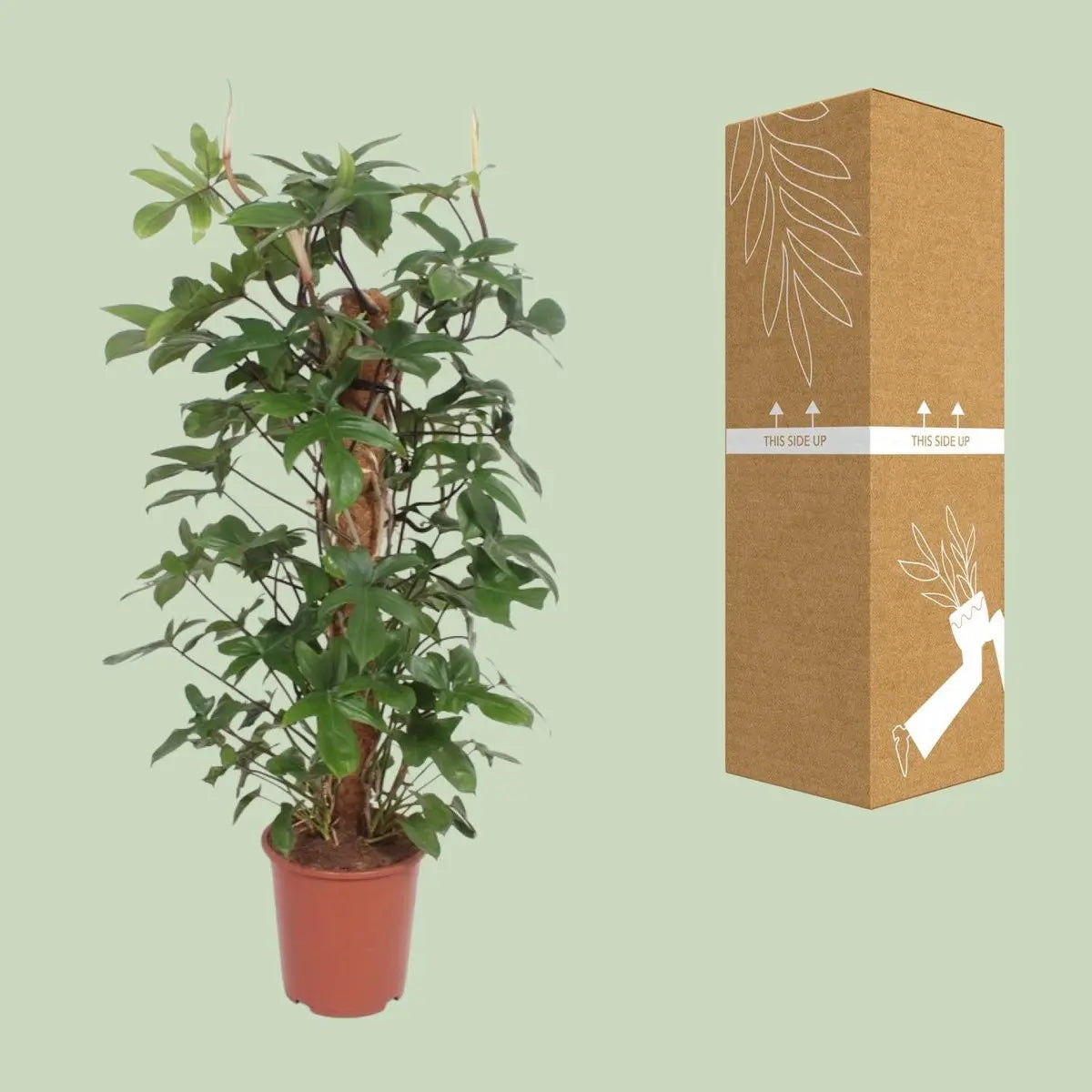 Philodendron Pedatum - Ø27cm - ↕130 cm MEERgroothandel Planten