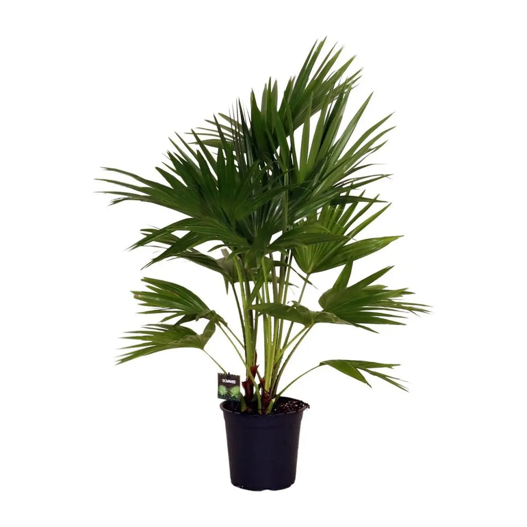 Chinesische Schirmpalme Livistona chinensis - Ø24cm - ↕100 cm | Palme | pflegeleichte Kletterpflanze | - Pille Gartenwelt