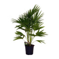 Chinesische Schirmpalme Livistona chinensis - Ø24cm - ↕100 cm | Palme | pflegeleichte Kletterpflanze | - Pille Gartenwelt