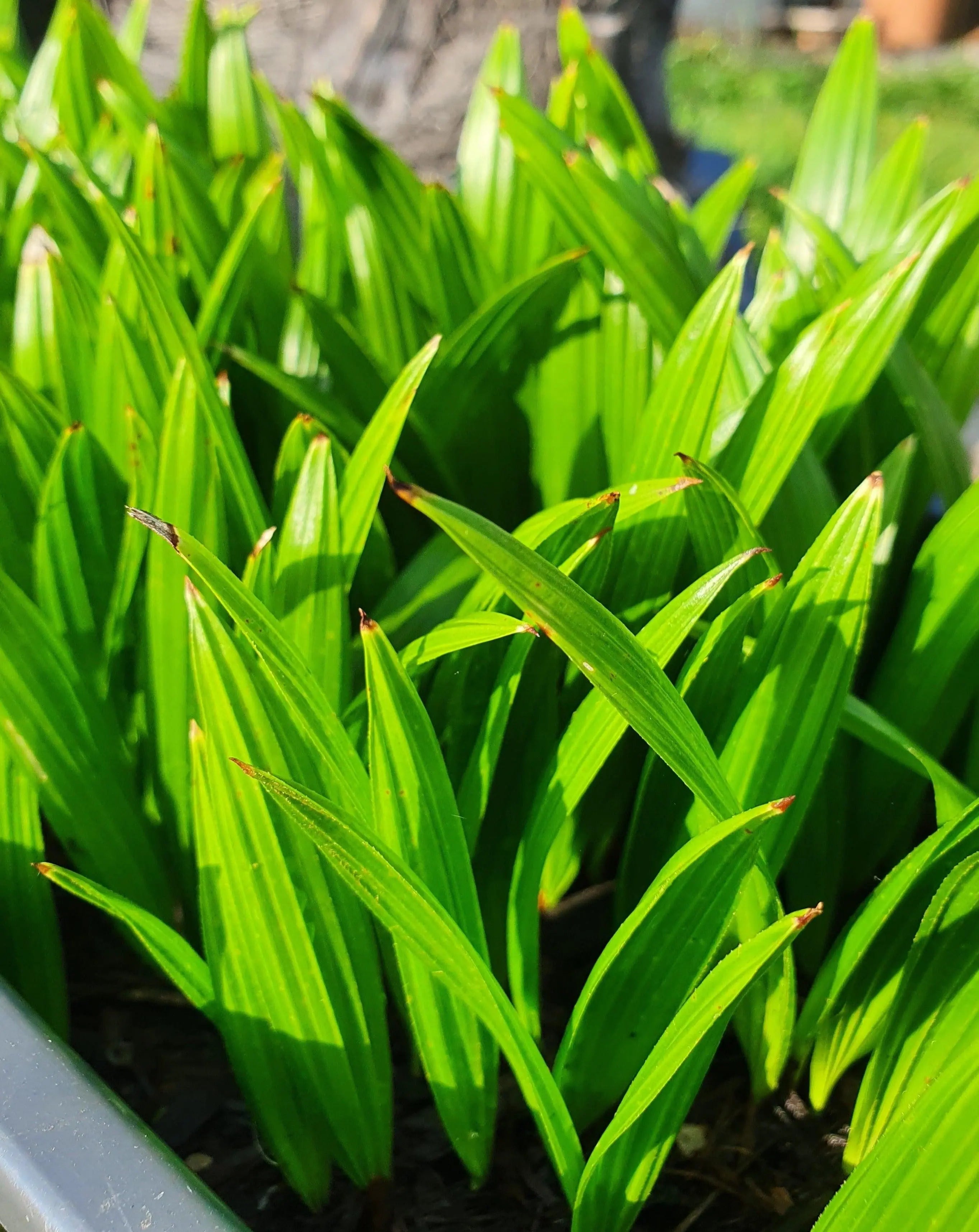Trachycarpus fortunei - Chinesische Hanfpalme als Setzling aus Freilandzucht
