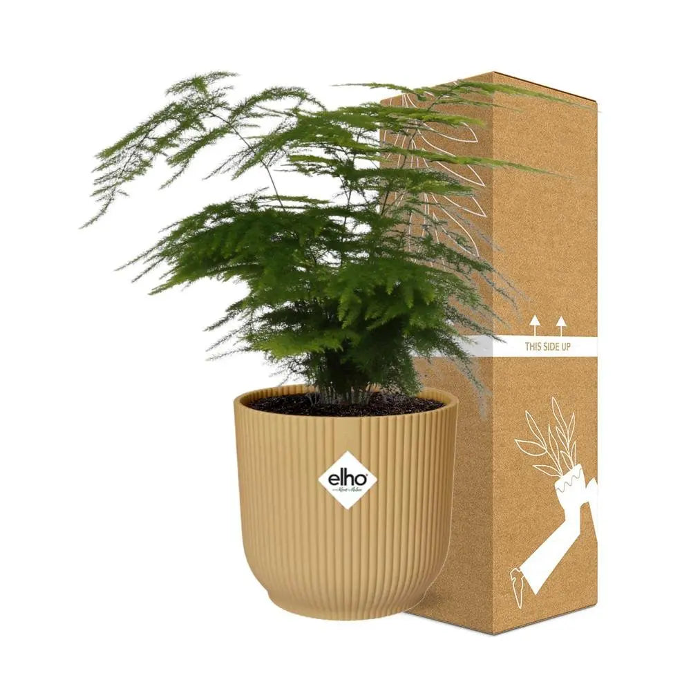 Zier-Spargel Asparagus setaceus „Plumosus“ mit Elho Vibes Fold 14 cm Pflanztopf - Pille Gartenwelt
