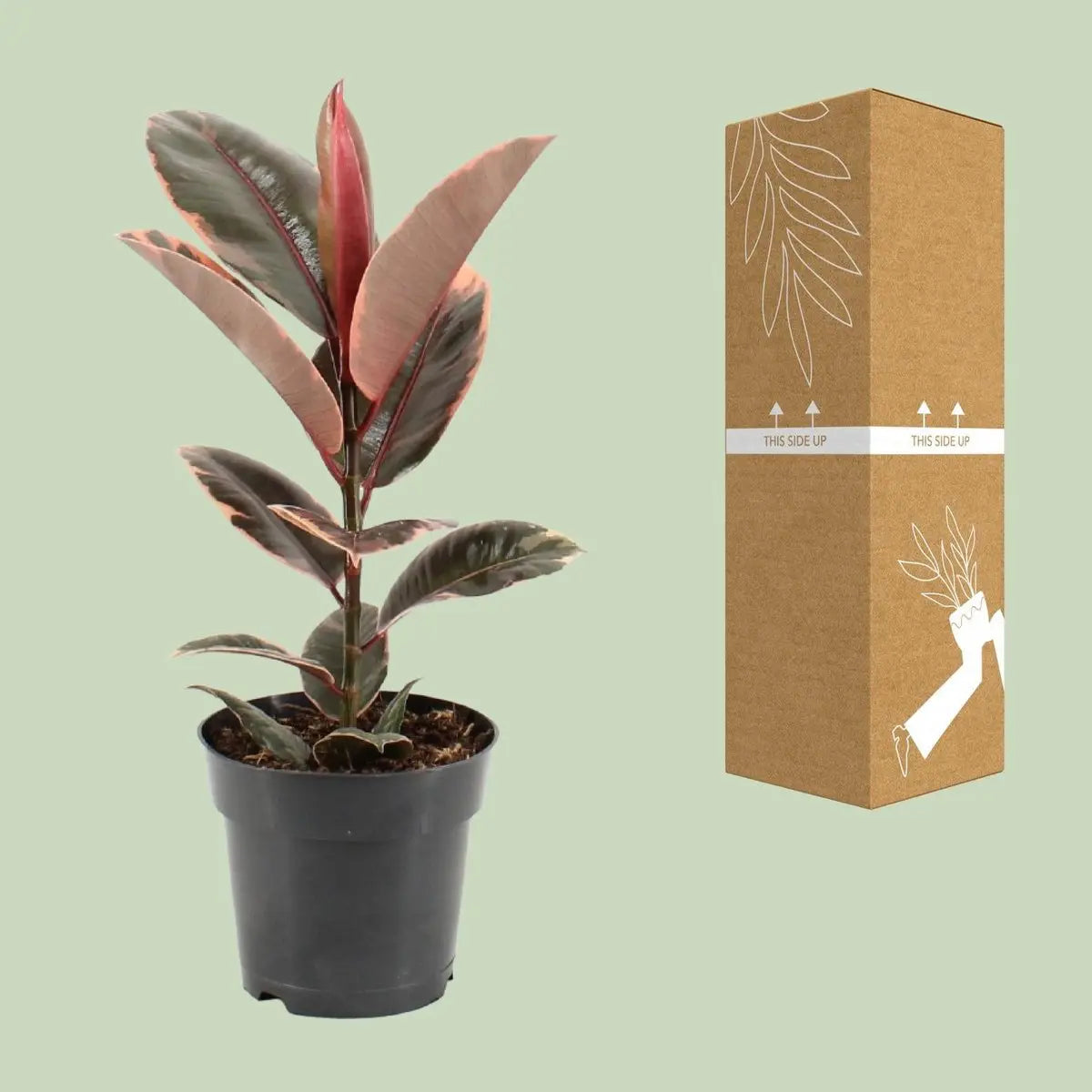 Ficus Elastica Belize - Ø17cm - ↕55 cm MEERgroothandel Planten