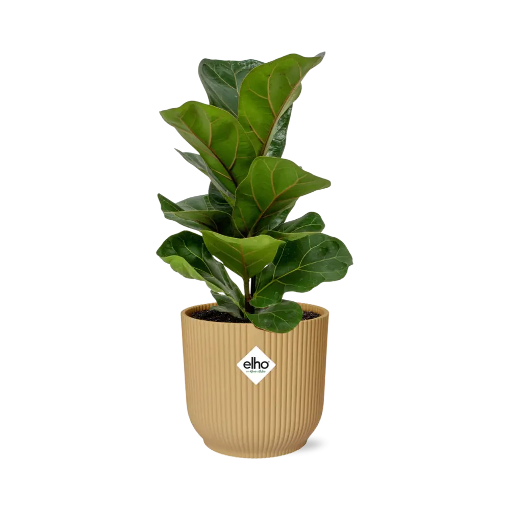 Ficus lyrata „Bambino“ in Elho -Vibes Falten Sie 14 cm Geel MEERgroothandel Planten
