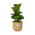 Ficus lyrata „Bambino“ in Elho -Vibes Falten Sie 14 cm Geel MEERgroothandel Planten