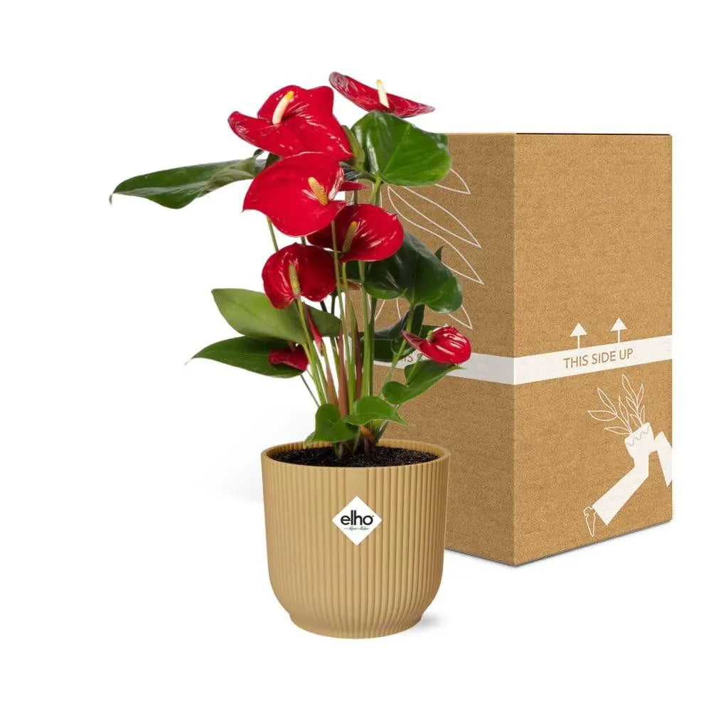 Anthurium rot 12 cm in Elho -Vibes Falten Sie 14 cm Geel MEERgroothandel Planten